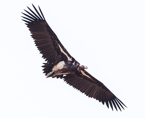Lappet-faced Vulture in flight